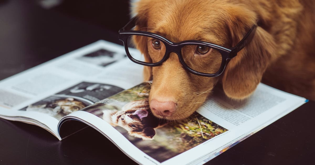 A reddish-brown retriever in black-framed glasses rests its chin on an open magazine of dog photos.